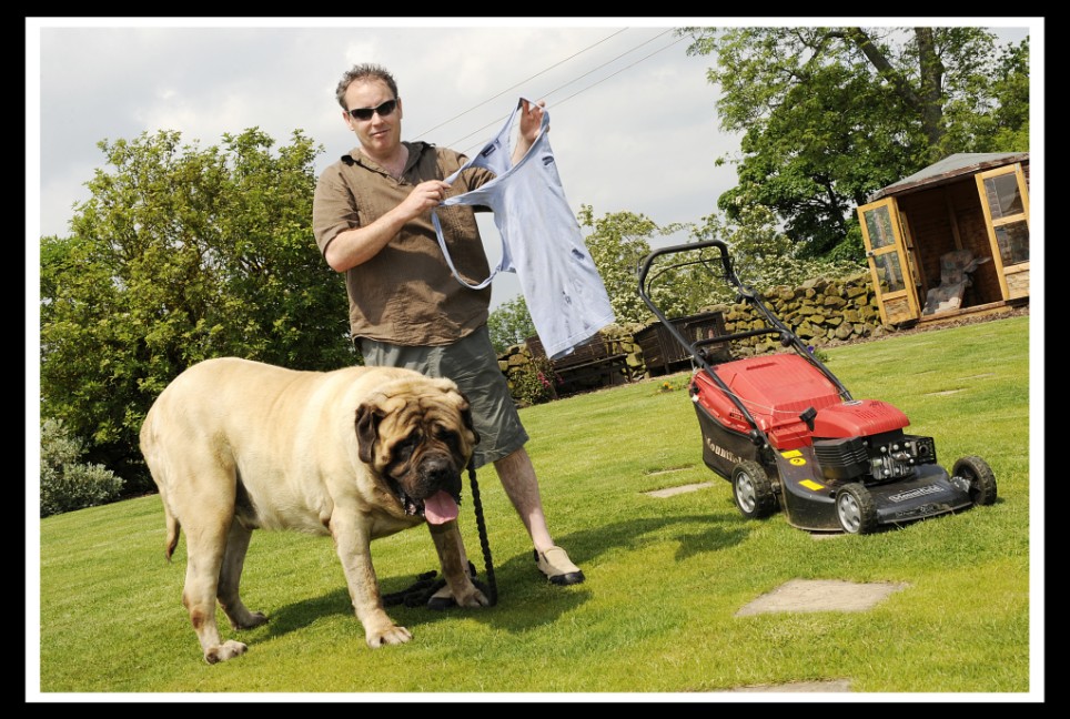 English Mastiff Full Grown