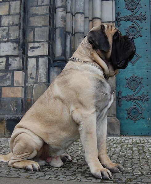 English Mastiff Full Grown