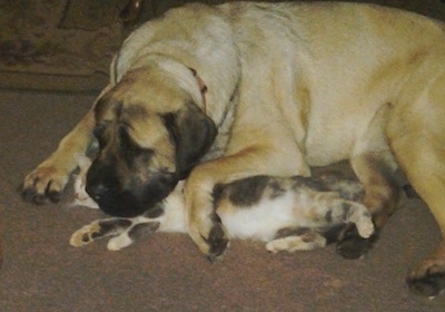 English Mastiff Full Grown