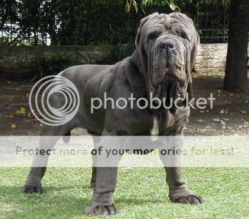 English Mastiff Hercules