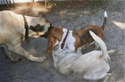 English Mastiff Hercules