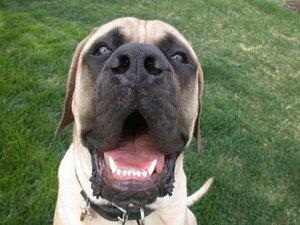 English Mastiff Hercules