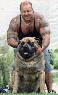 English Mastiff Hercules