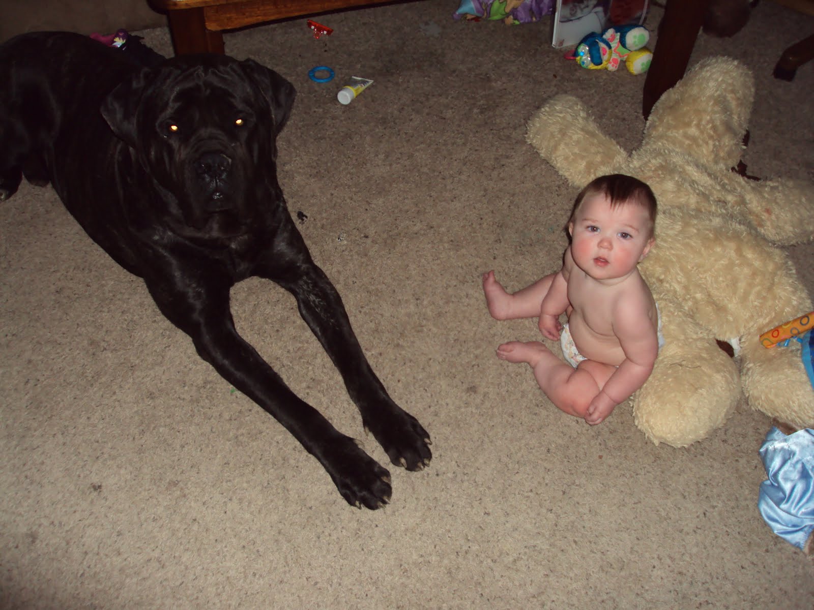 English Mastiff Hercules