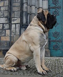 English Mastiff Hercules