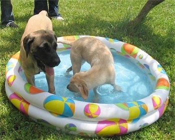 English Mastiff Hercules