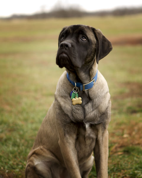 English Mastiff Hercules