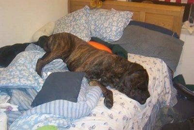 English Mastiff Hercules Pictures