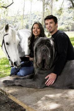 English Mastiff Hercules Pictures