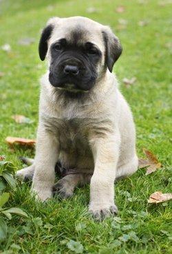 English Mastiff Hercules Pictures