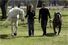 English Mastiff Hercules Pictures