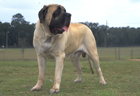 English Mastiff Pictures