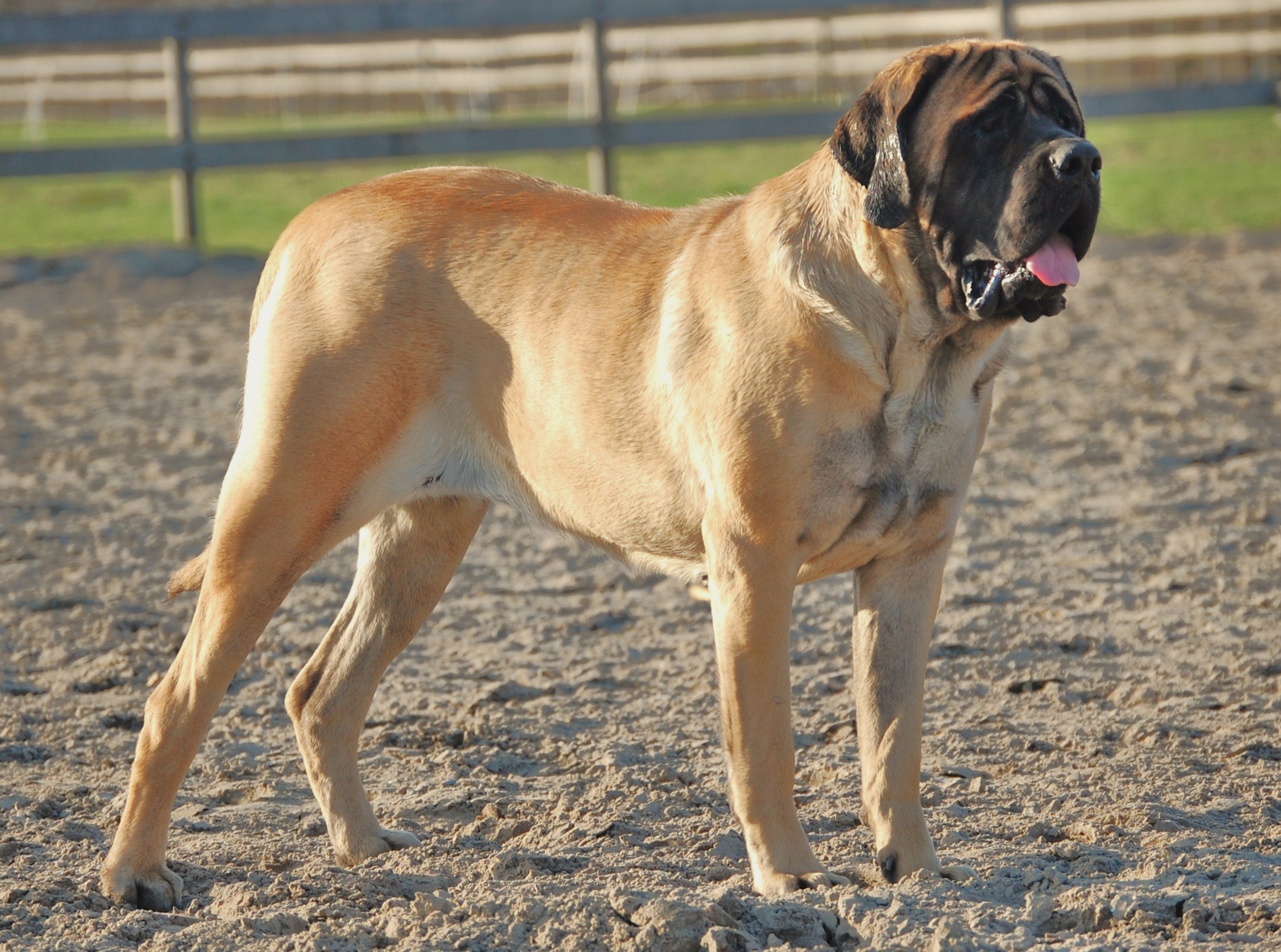 English Mastiff Pictures