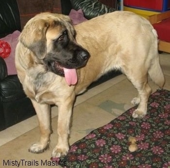 English Mastiff Pictures