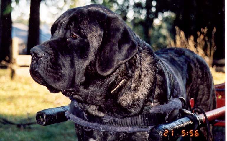 English Mastiff Pictures Brindle