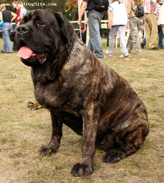 English Mastiff Pictures Brindle