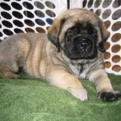 English Mastiff Pictures Only