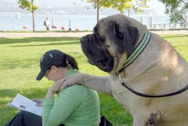 English Mastiff Pictures Only