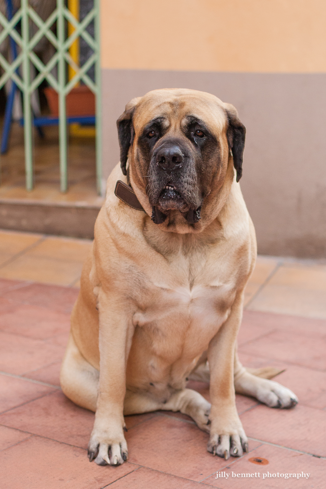 English Mastiff Pictures Only