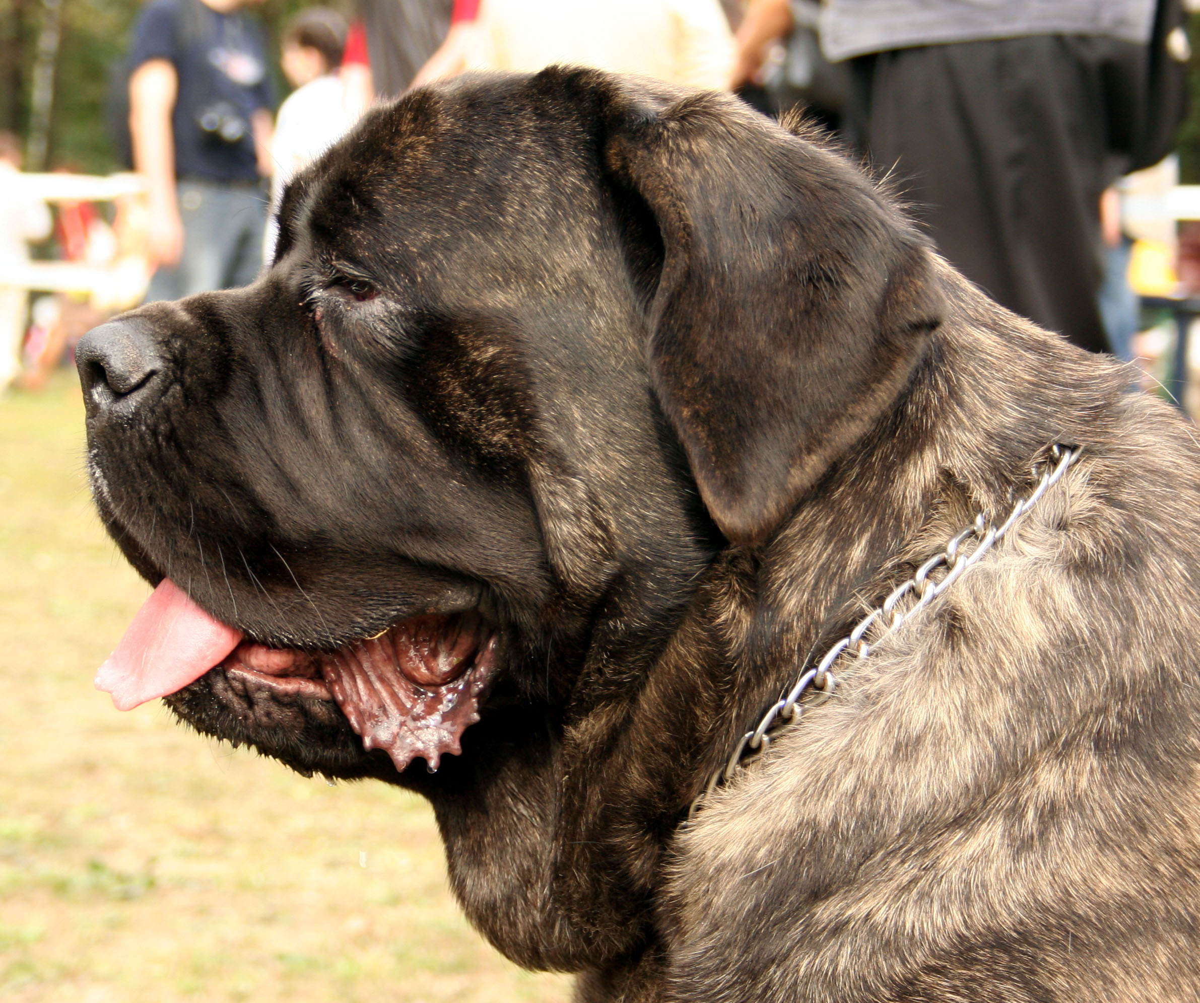 English Mastiff Pictures Only