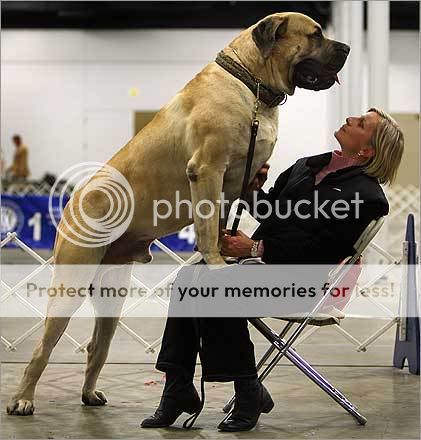 English Mastiff Pictures Only