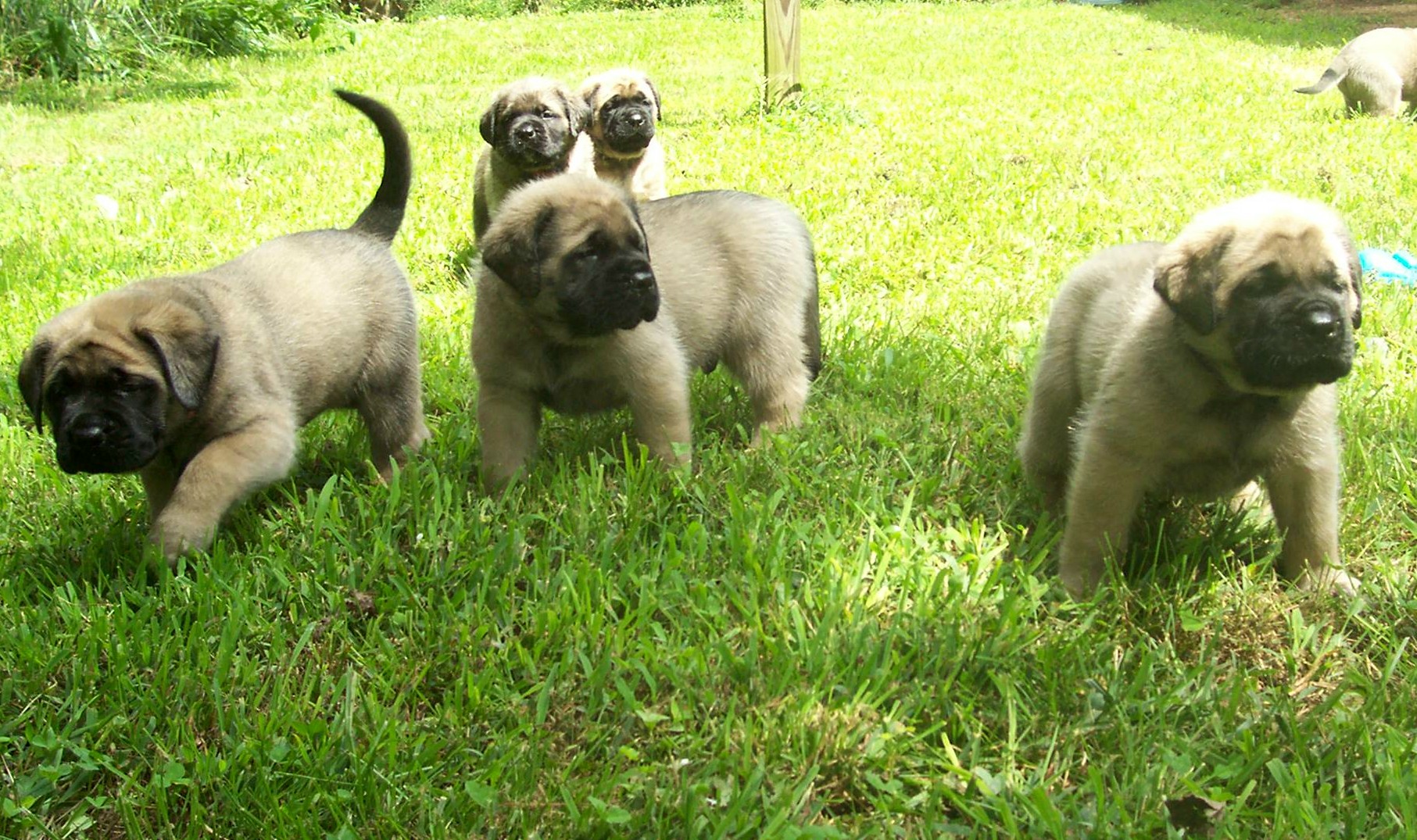 English Mastiff Puppies