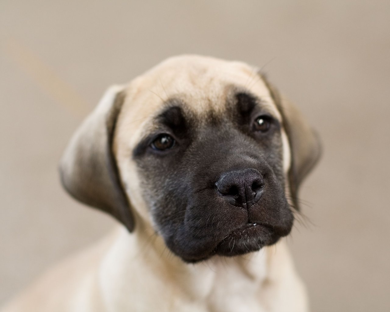 English Mastiff Puppies