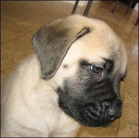 English Mastiff Puppies