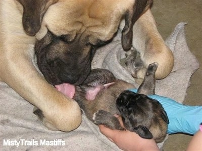 English Mastiff Puppies