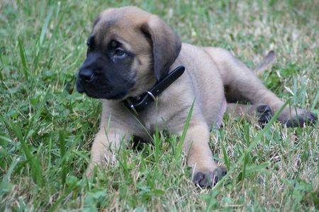 English Mastiff Puppies