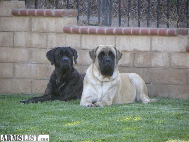 English Mastiff Puppies Brindle