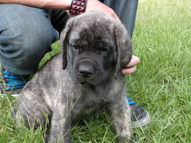 English Mastiff Puppies Brindle