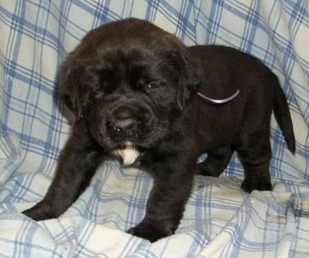 English Mastiff Puppies For Sale