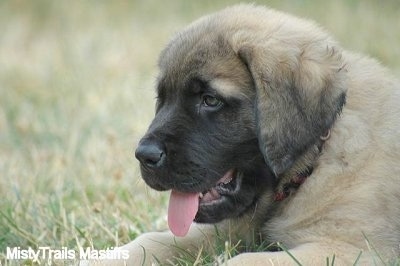 English Mastiff Puppies Pictures