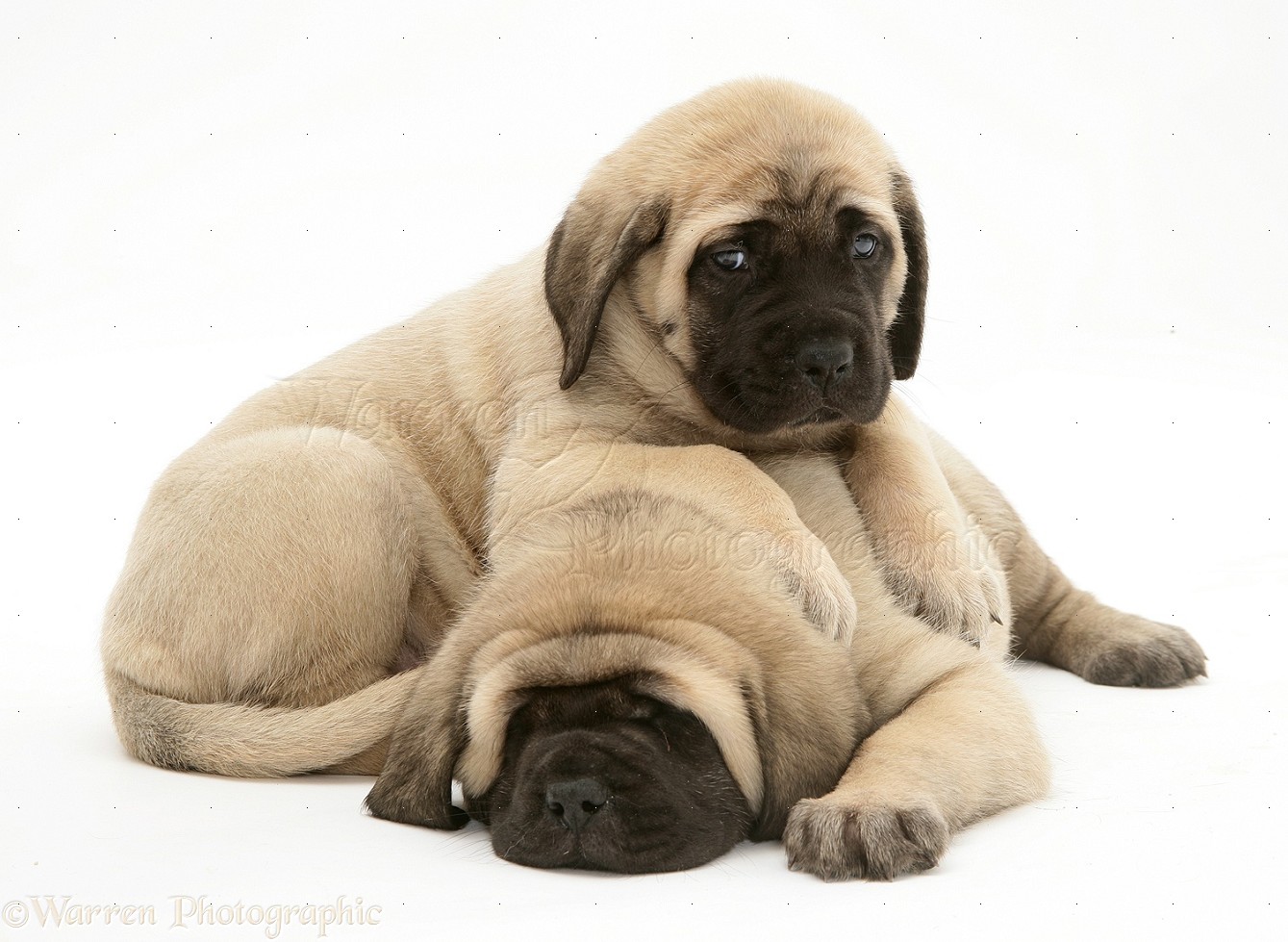 English Mastiff Puppies Pictures