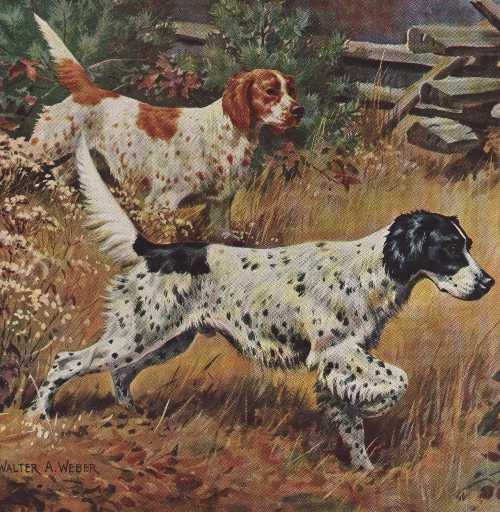 English Setter