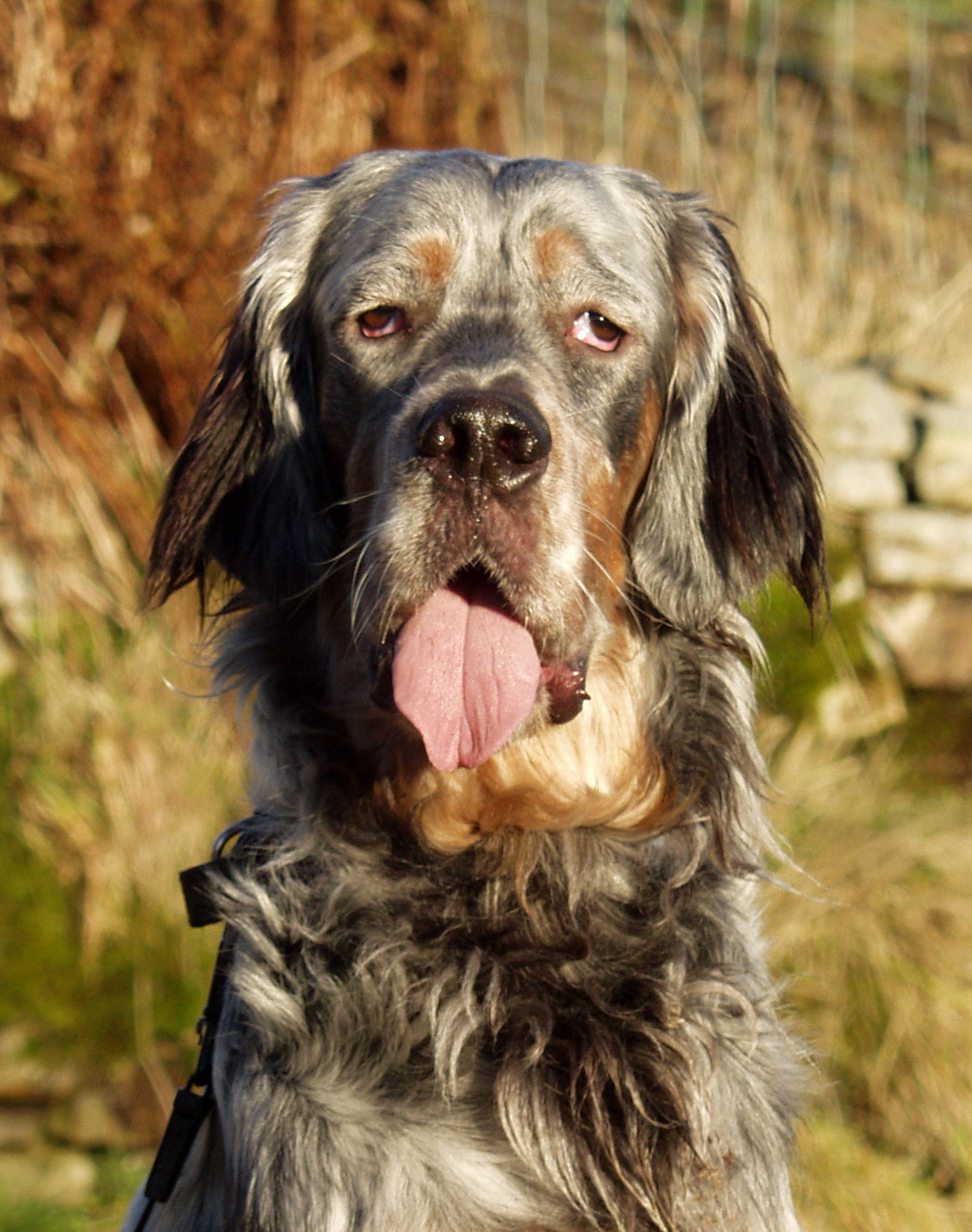 English Setter