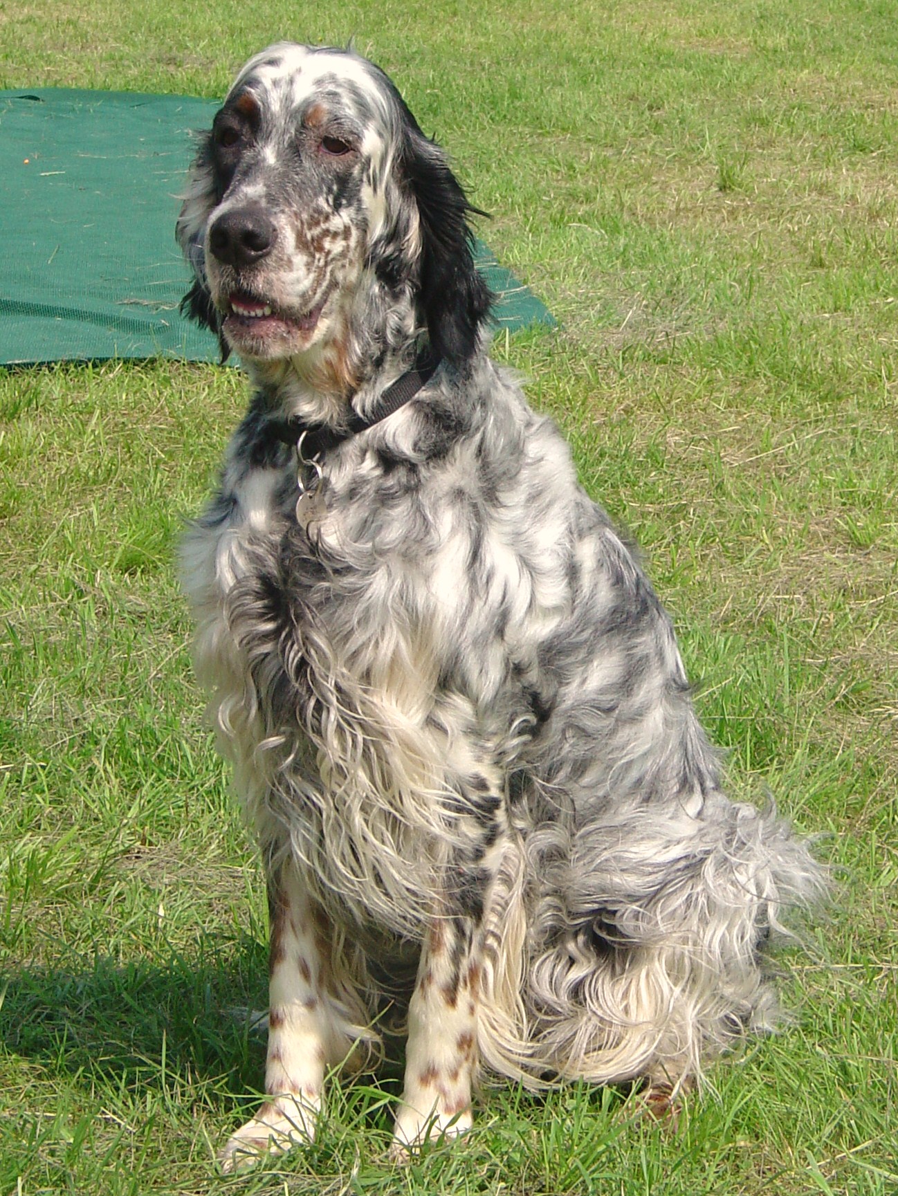 English Setter