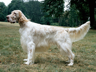 English Setter