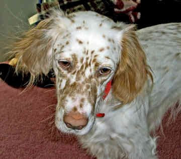 English Setter Dog Breeders