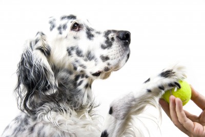 English Setter Dog Breeders