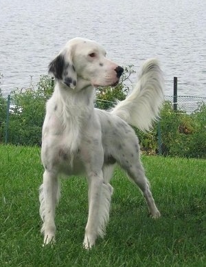 English Setter Dog Breeders