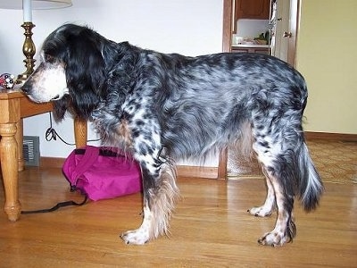 English Setter Dog Breeders