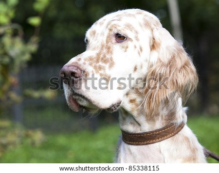 English Setter Dog Breeders