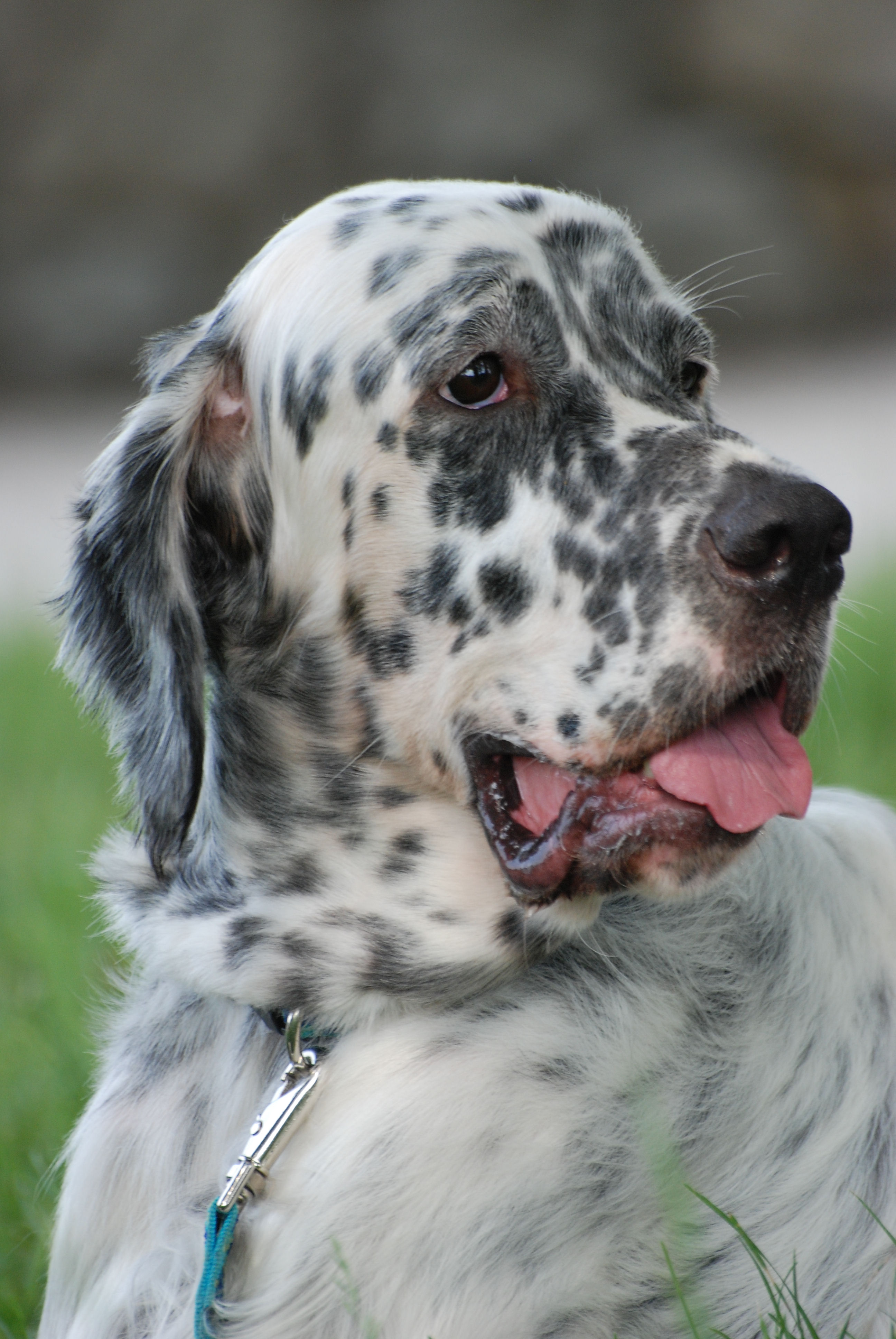 English Setter Dog Breeders