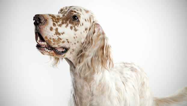 English Setter Dog Breeders