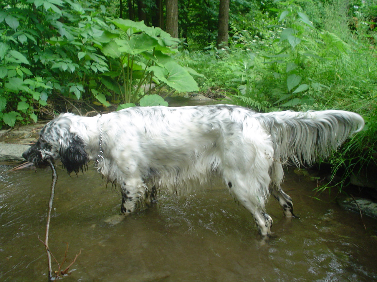 English Setter Dog Food