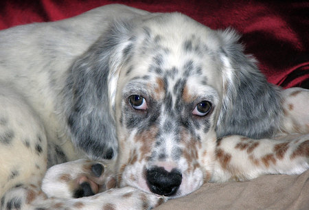 English Setter Dog Pictures