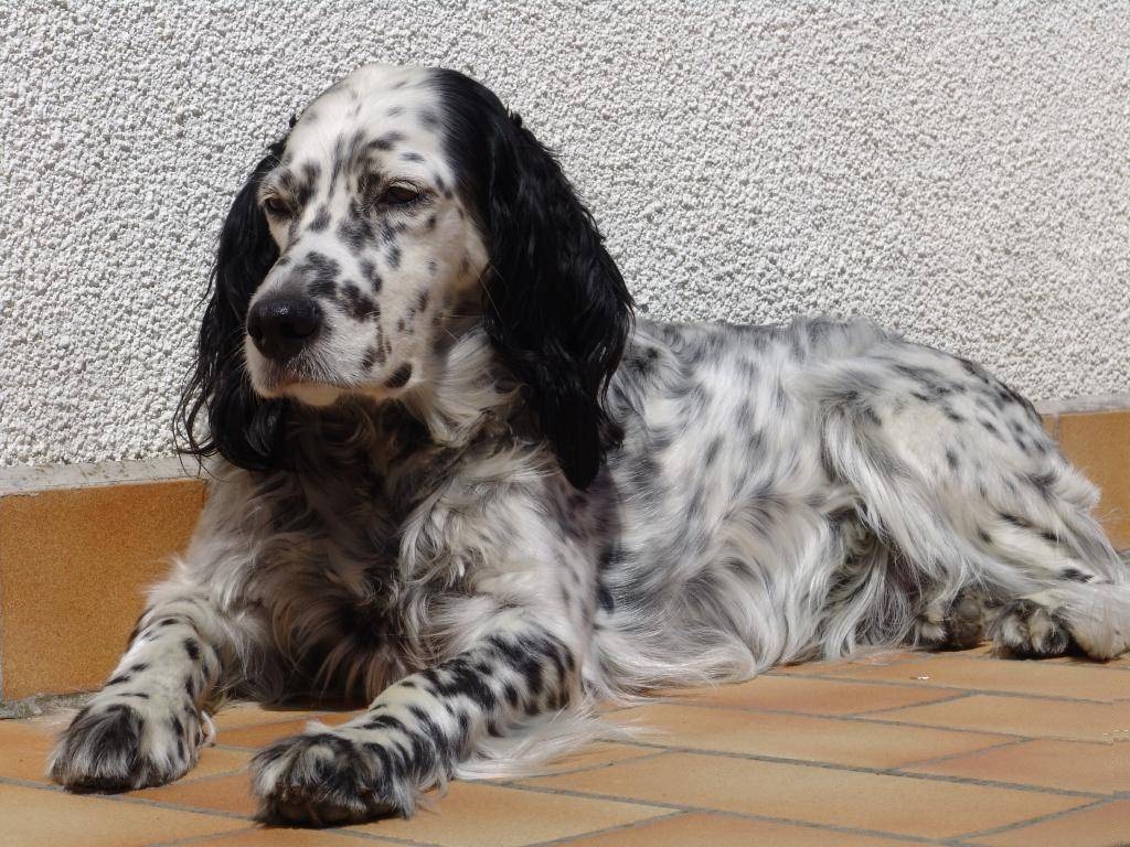 English Setter Dog Pictures