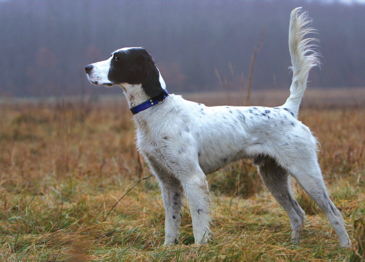 English Setter Dog Pictures